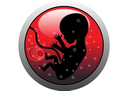 Embryology Archives Anatomy Notes
