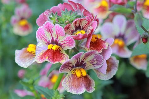 Nemesia Flowers Plant Free Photo On Pixabay Pixabay