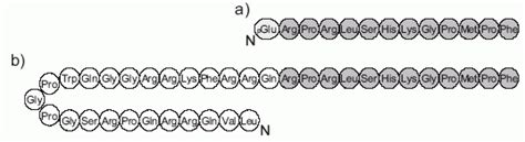 apelin  human   labeled phoenix pharmaceuticals