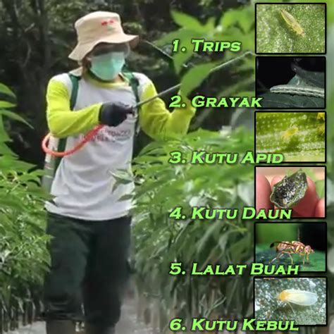 Cara Budidaya Cabe Keriting Lengkap Dengan Dokumentasi Photo Tips Dan