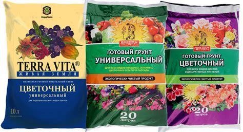 Петуния семенами: готовим рассаду в домашних условиях