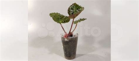 Редкая бегония Меланобулата купить в Москве | Товары для дома и дачи ...