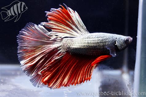 Betta Halfmoon Red Copper Québec Cichlidés
