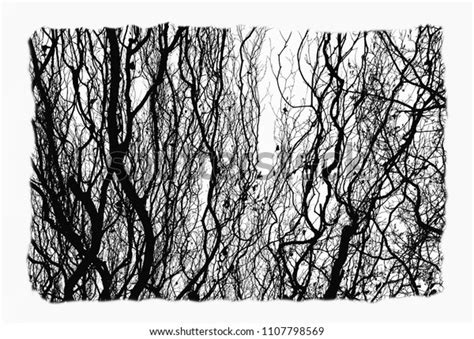 Naked Trees Crossed Branches Silhouette Foliage Stock Photo Shutterstock