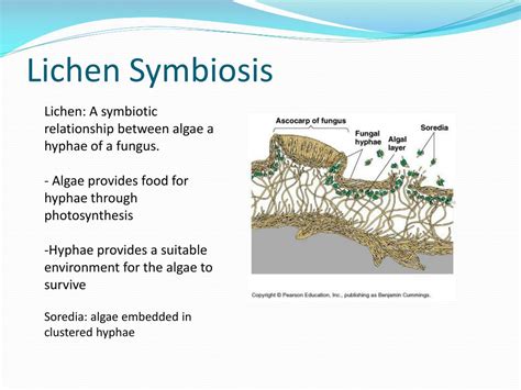 Lichen Symbiotic Relationship