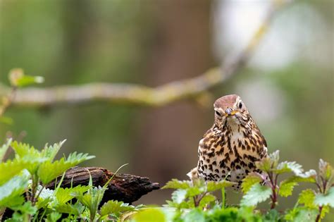 100000 Free Weird Looking Birds And Weird Images Pixabay