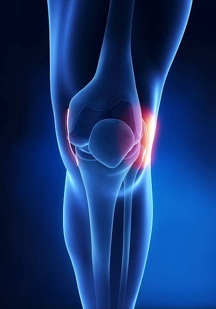 Ligamentum Patellae Fotografier Fotografier Bilder Och Bildbanksfoton