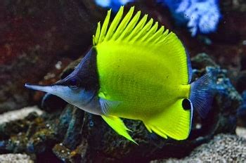 What types of fish are in finding nemo - Characters from Disney film