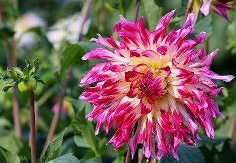 Астры на рассаду: 6 правил выращивания в домашних условиях