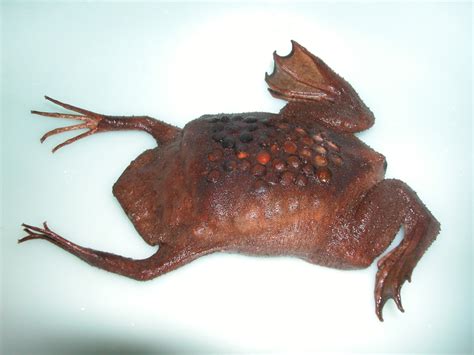 Суринамская пипа: Отвратительная эффективность Суринамская пипа, Пипа ...