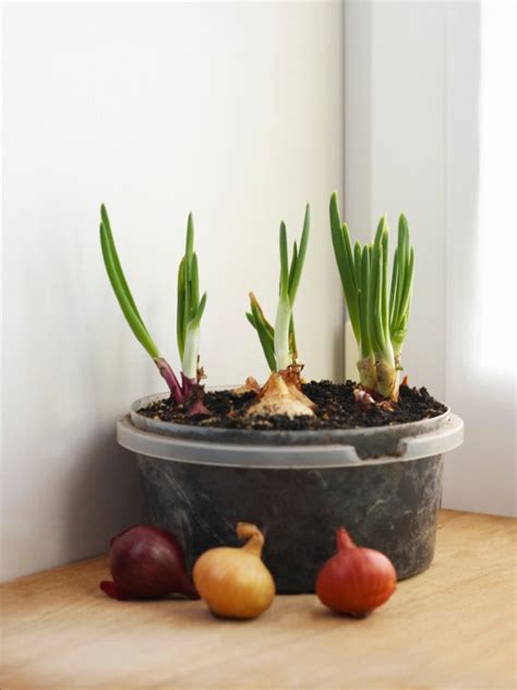 How To Grow Onions In Containers | Gardening Know How