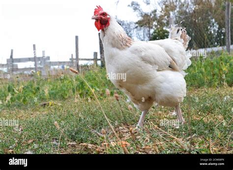 Gallinas Ponedoras De Argentina Y Sus Características