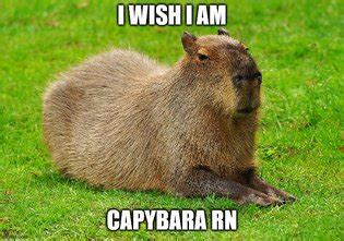 Capybara Luscious Hentai Manga Porn