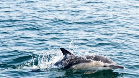 Experts Raise Concerns About The Super High Cut Bikini Trend The Look Is Not For Everyone