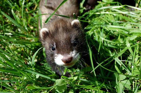 Ferret Baby Free Photo Download | FreeImages