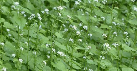 Garlic Mustard Pesto | Phipps Conservatory and Botanical Gardens ...