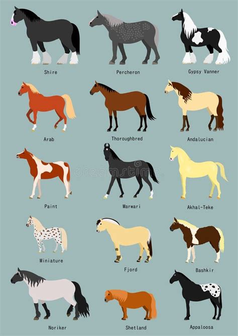 29+ Breeds horse Free Stock Photos - StockFreeImages