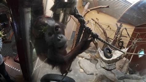 Love Monkeys Vr360 Youtube