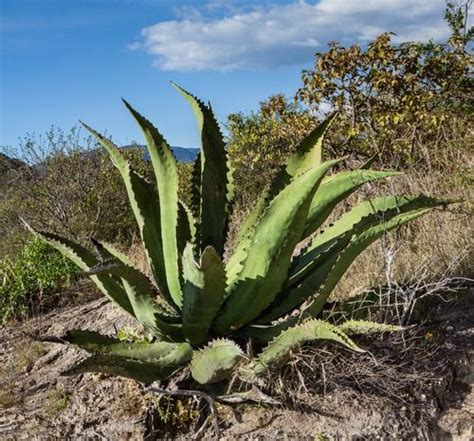 Tipos De Agave En Mexico Especies End Micas Y Bondadosas Para