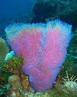 Explore the coral reef: Sea sponges - The ocean realm