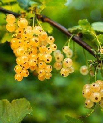 Желтая смородина (Золотистая): сорта, посадка, уход