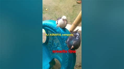 aj asraful company natore viralvideo subscribe shors youtube