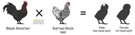 How To Breed Sex Link Chicken Chicks Silver Homestead