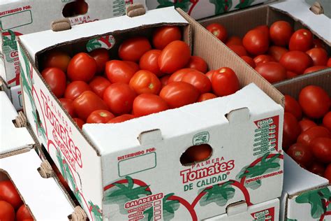 Inicia SDR ciclo de exportación de tomate de la Sierra Norte a Estados