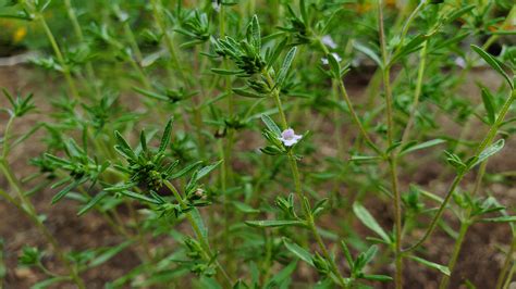 My thyme plant is flowering! : r/gardening