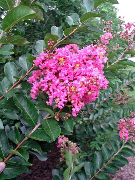 Crape Myrtle Trees And Bushes Growing And Care Garden Design