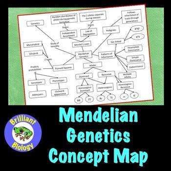 Mendelian Genetics Concept Map By Brilliant Biology TPT