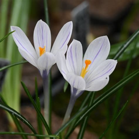 Crocus Vernus Silver Coral