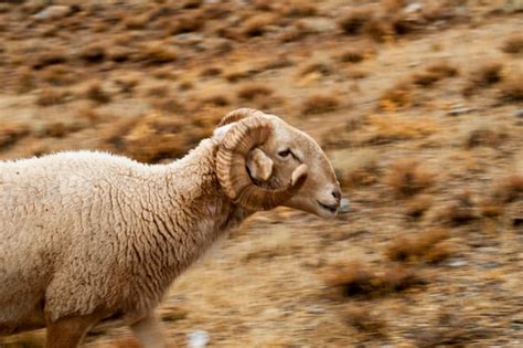 Premium Photo Ovis Orientalis Aries The Sheep Is A Domestic Quadruped