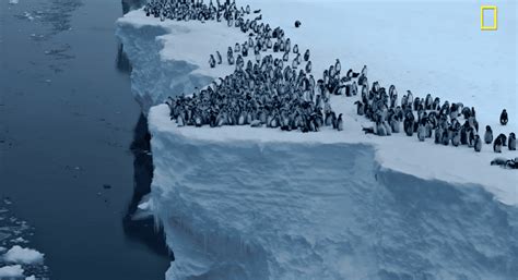 First Ever Footage of Baby Penguins Diving off 50-foot Cliff in