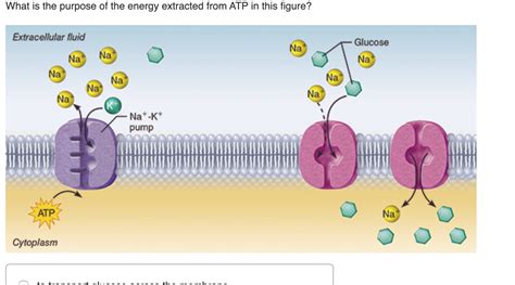 Solved A To Transport Glucose Across The Membrane B To Chegg