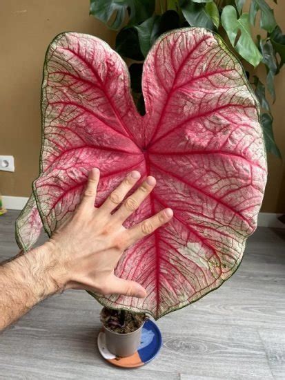 How To Grow A Big Caladium Growing Giant Caladiums