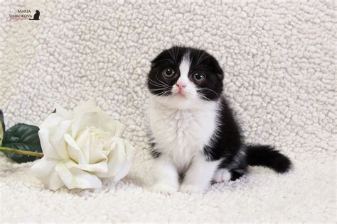 Cats, Roses, Kittens, HD Wallpaper | Rare Gallery