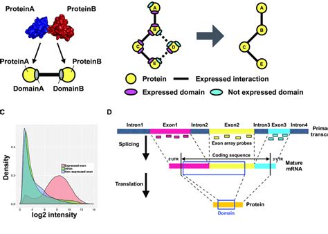 Construction Of Pdns A Scheme Of A Domain Domain Interaction A