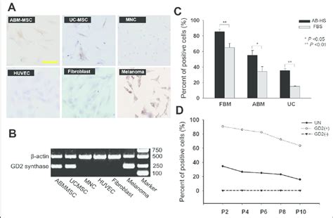 Gd2 Expression On Cultured Uc Mscs And Bm Mscs A Immunocytochemical Download Scientific