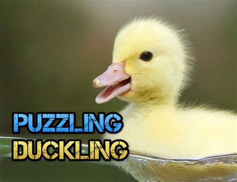 Puzzling Duckling By Jd