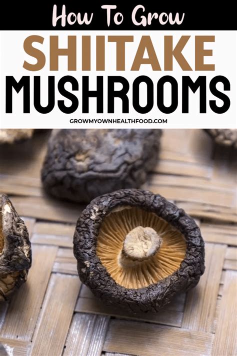 How To Grow Shiitake Mushrooms Grow My Own Health Food