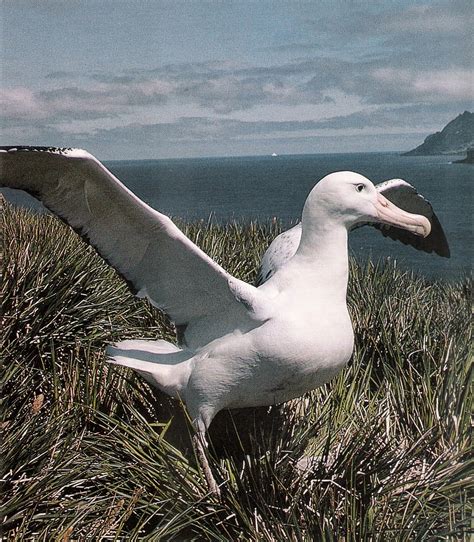 Albatroz Errante Curiosidades Mundo Ecologia