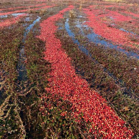 3 Best Cranberry Bog Tours On Cape Cod