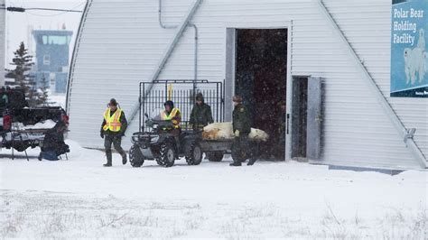 Polar Bear Capital Of The World Soon To Be Overrun With Record Number