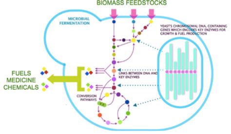 Microbial Cell Factory Research Team Biotec