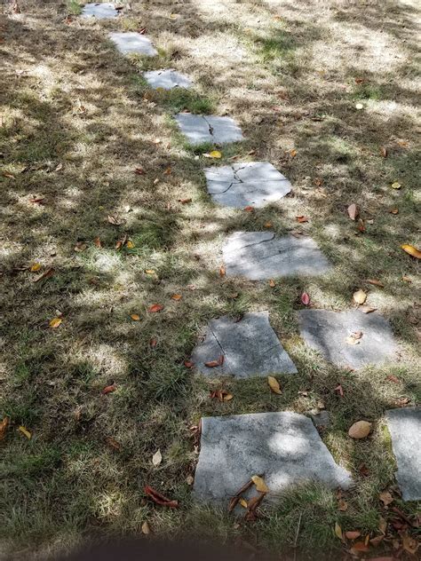 Ant control by little black sugar ants and big black carpenter ant