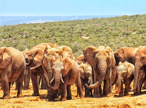 Addo Elephant Park Day Tour Bazbus