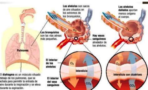 Científicos descubren un nuevo “órgano” del cuerpo humano | Serperuano.com