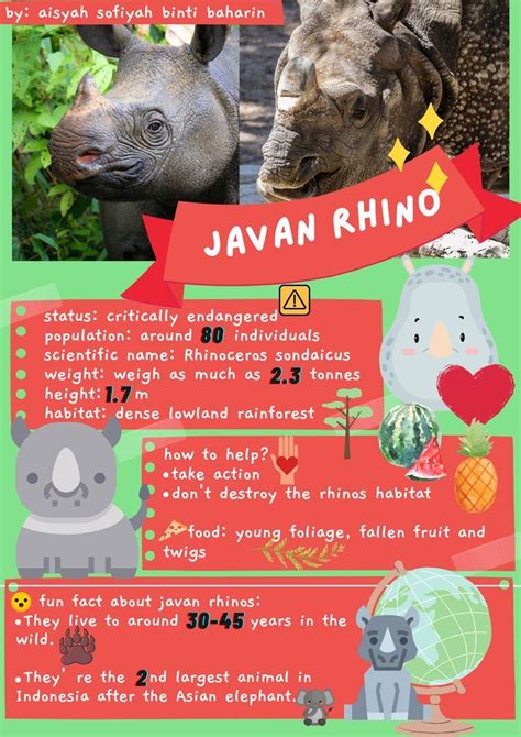 javan rhino in 2024 | Rhino facts, Large animals, Fun facts