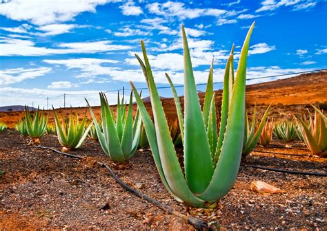 Die Zauberkräfte der Aloe Vera - Naturkosmetik – | ||| | || CODECHECK.INFO